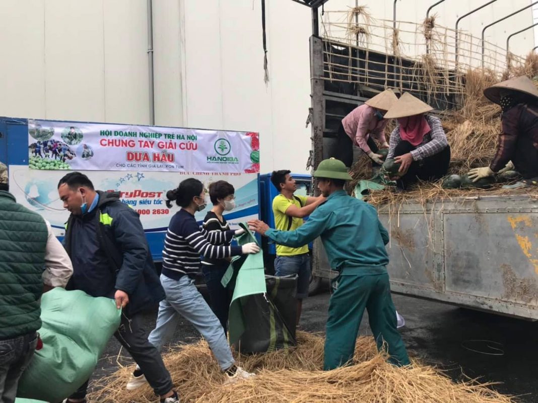 Zila Vietnam cùng hiệp hội doanh nghiệp trẻ Hà Nội giải cứu dưa hấu Gia Lai