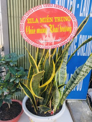 Zila Miền Trung gửi quà chúc mừng văn phòng Zila Bảo yên - Lào Cai